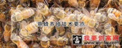 意蜂养殖技术要点