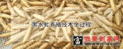 黑水虻养殖技术全过程