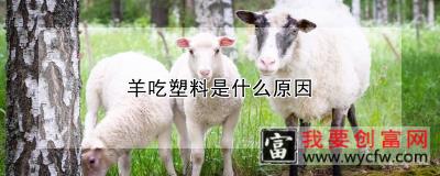 羊吃塑料是什么原因