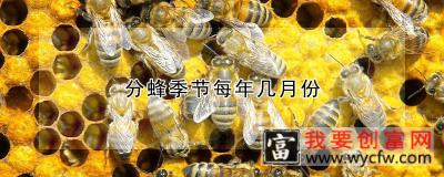 分蜂季节每年几月份