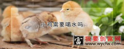 小鸡需要喝水吗