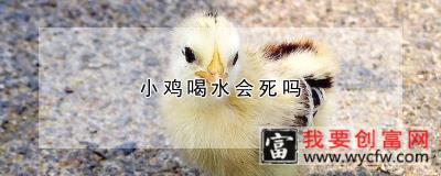 小鸡喝水会死吗