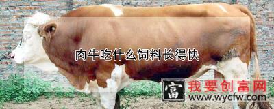 肉牛吃什么饲料长得快