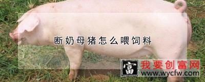 断奶母猪怎么喂饲料