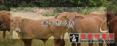 黄牛怎么养