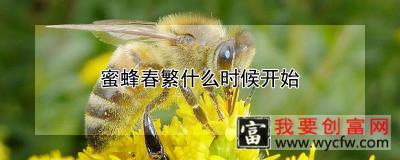 蜜蜂春繁什么时候开始