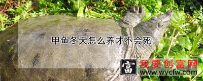 甲鱼冬天怎么养才不会死