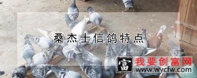 桑杰士信鸽特点