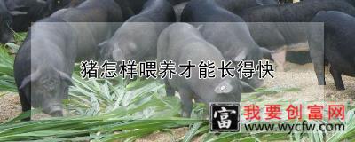 猪怎样喂养才能长得快