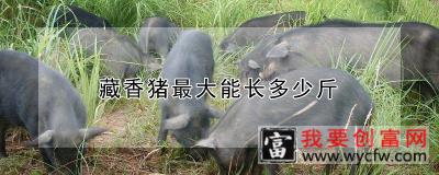 藏香猪最大能长多少斤