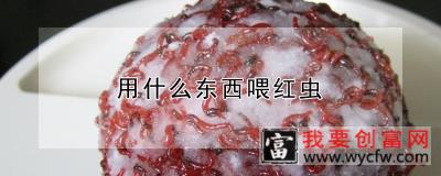 用什么东西喂红虫