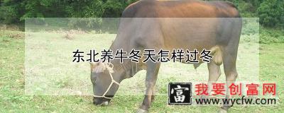 东北养牛冬天怎样过冬