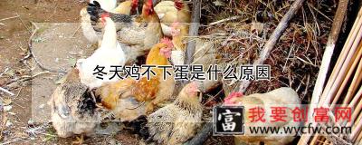 冬天鸡不下蛋是什么原因