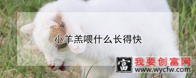 小羊羔喂什么长得快