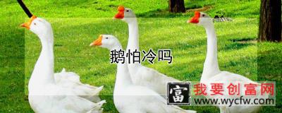 鹅怕冷吗