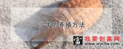 沙牛的养殖方法