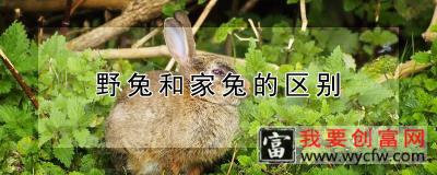 野兔和家兔的区别