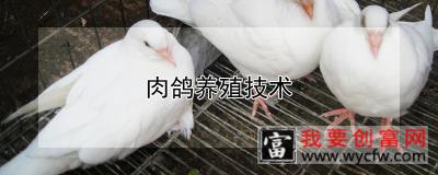 肉鸽养殖技术