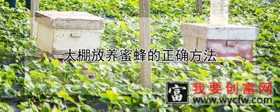 大棚放养蜜蜂的正确方法