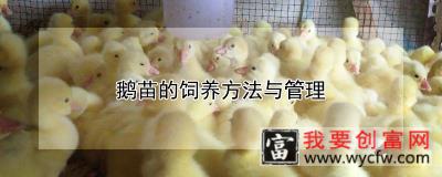 鹅苗的饲养方法与管理