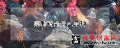 黑脚鸡是什么品种