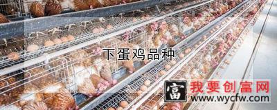 下蛋鸡品种