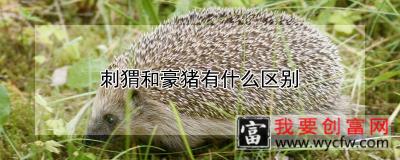 刺猬和豪猪有什么区别