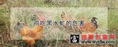 鸡吃黑水虻的危害