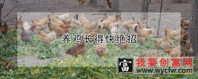 养鸡长得快绝招