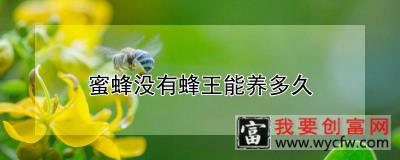 蜜蜂没有蜂王能养多久