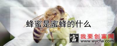 蜂蜜是蜜蜂的什么