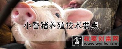 小香猪养殖技术要点