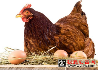 学会这八大要素，你养出的蛋鸡不仅不会生病而且会多生蛋！