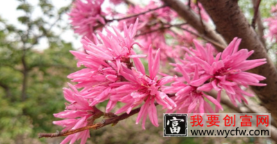 菊花桃的<a href=https://www.wycfw.com/e/tags/?tagid=63 target=_blank class=infotextkey><a href=https://www.wycfw.com/yangzhi/ target=_blank class=infotextkey>养殖</a></a>要点及养护方法有哪些呢？