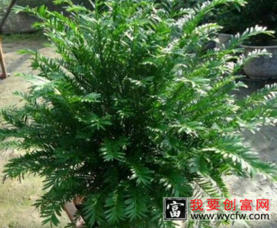 南方红豆杉移植种不活是什么原因—如何解决