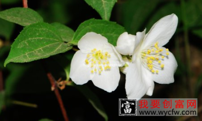 山梅花和太平花有什么区别