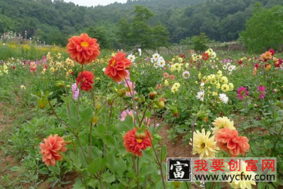 大丽花露地栽植方法