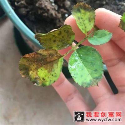 月季花生虫子用什么药