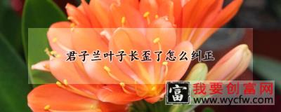 君子兰叶子长歪了怎么纠正