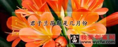 君子兰花期是几月份