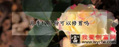 月季12月份可以修剪吗