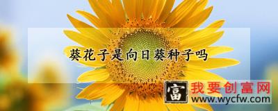 葵花子是<a href=https://www.wycfw.com/zhongzhi/sgzz/jg/xzk/ target=_blank class=infotextkey>向日葵</a><a href=https://www.wycfw.com/zhongzhi/xg/zz/ target=_blank class=infotextkey>种子</a>吗