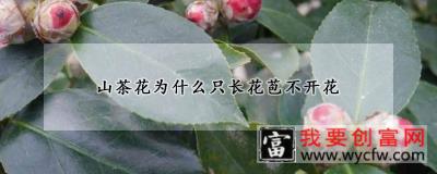 山茶花为什么只长花苞不开花