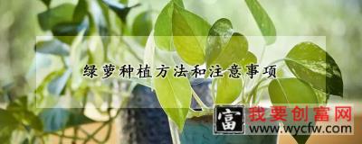 绿萝种植方法和注意事项