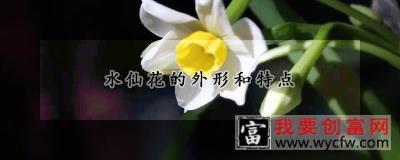 水仙花的外形和特点