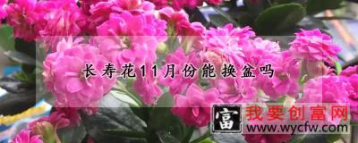 长寿花11月份能换盆吗