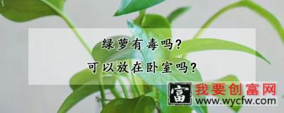 绿萝有毒吗？可以放在卧室吗？