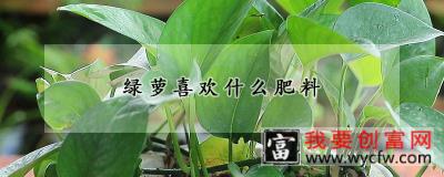 绿萝喜欢什么肥料