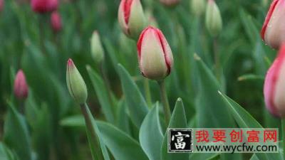 郁金香怎么醒花