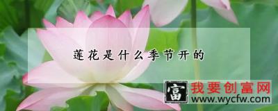 莲花是什么季节开的